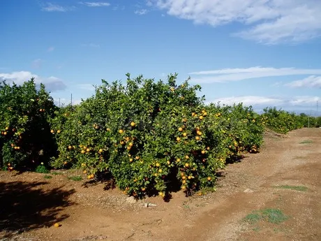Finca rústica 300m² en venta - Alcala de Guadaira - foto 4
