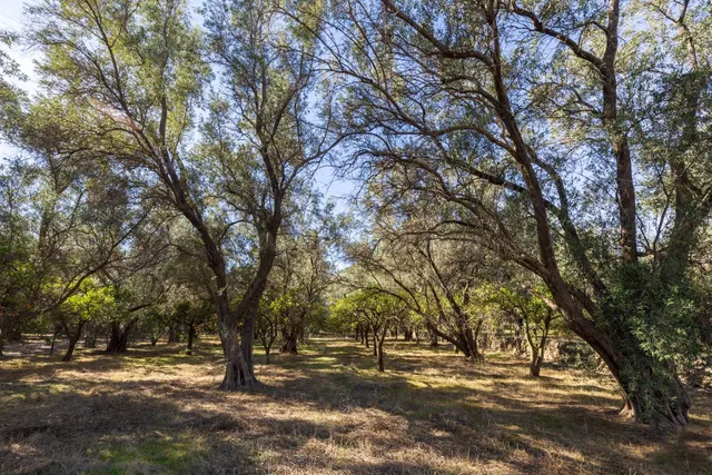 FINCA RUSTICA EN LA VEGUETA, PINOS DEL VALLE!! - foto 5
