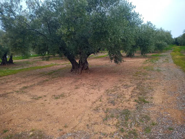 Finca en venta — 3