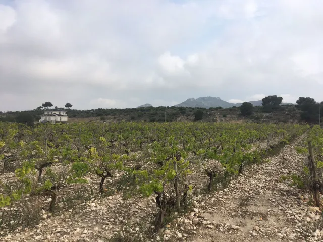 27.500 metros de terreno con plantacion de Uvas o para construir un Chalet — 5