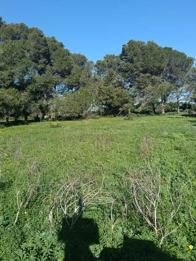 Parcela en Venta en El Pinar de los Franceses - foto 2
