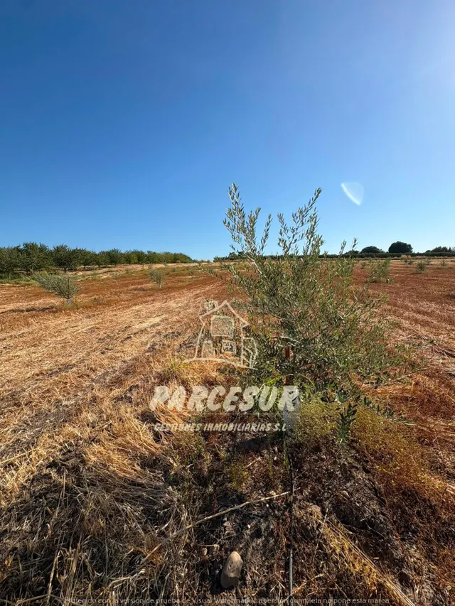 Terreno Rural de 12000 m2 en El Higuerón con Olivos y Riego 