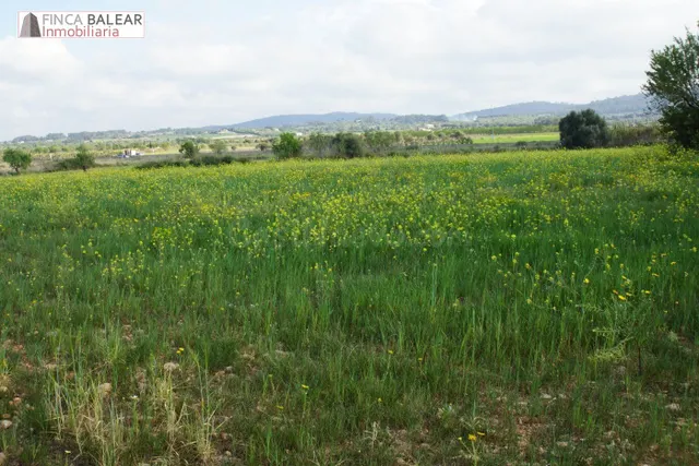 FINCA RUSTICA UBICADA EN ALGAIDA CON PROYECTO Y LICENCIA (CA - foto 3