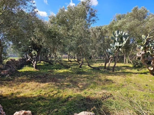 Finca rústica de 14.878 m2 en Costitx con posibilidad de pro - foto 5