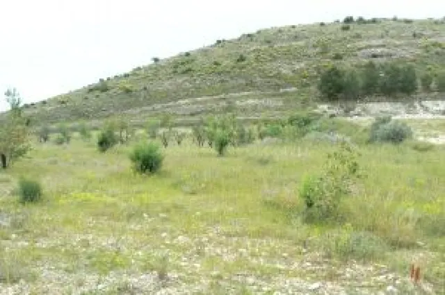 Terreno rural en venta - MONOVAR RURAL - foto 5