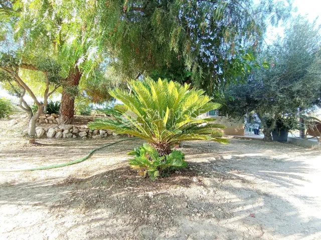 VENTA DE PARCELA ENTRE LA ROMANA Y ASPE — 5