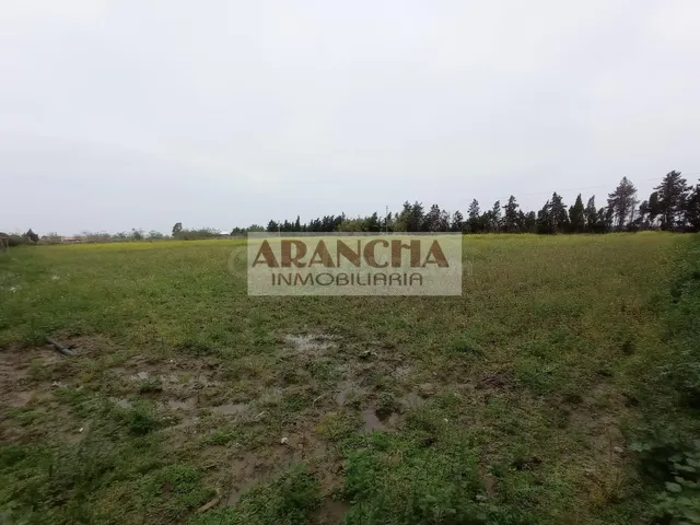Parcela rústica de 5.000 m2 en venta, Chipiona - foto 5