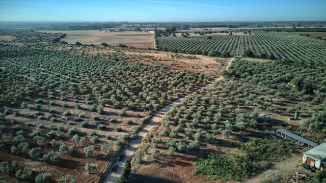 Finca rústica de 16.000 m2 junto a Almensilla. — 12