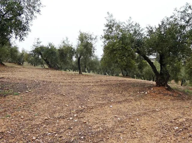 Finca rústica en Peligros – Excelente ubicación y acceso — 2