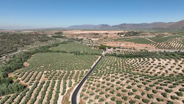 OLIVAR DE 30 HA JUNTO A GRANADA: ALTA PRODUCTIVIDAD Y DERECH - foto 5