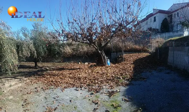 OLIVAR EN LA ZUBIA DE 3.597 M2 — 8