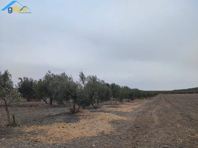 GRAN PARCELA RUSTICA CERCA DE PARADAS Y CERCA DE LA AUTOVIA  - foto 4