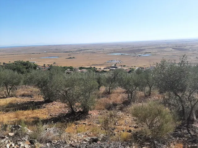 Precioso Olivar en Sierra de Fuentes - foto 2