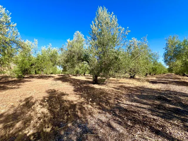 ALBOLOTE - PANTANO CUBILLAS — 29
