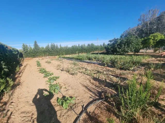 Finca rustica el pintado, Gibraleón — 47