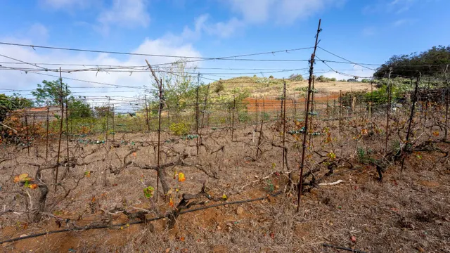 Terreno urbano en Tacoronte. — 25