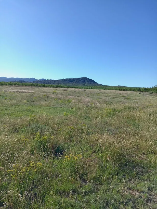 Parcela en venta - Campo de ricote - foto 4