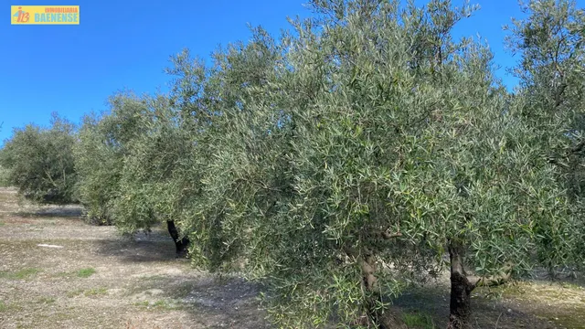 Olivar en muy buena ubicación — 3