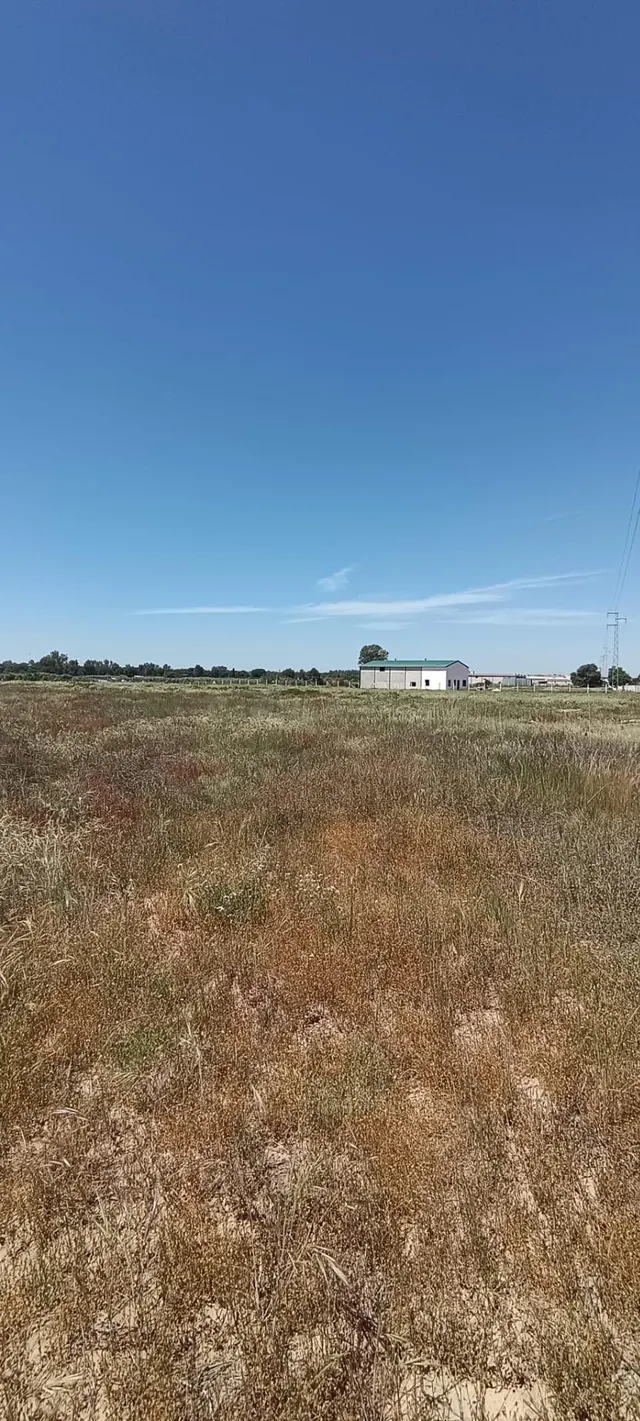 Terreno en Villamanrique de la Condesa (Sevilla) – 2,8 hectá