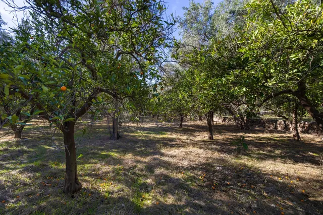 FINCA RUSTICA EN LA VEGUETA, PINOS DEL VALLE!! — 6