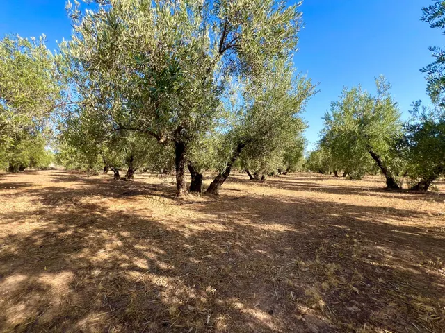 ALBOLOTE - PANTANO CUBILLAS — 39