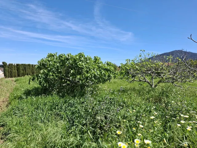 Terreno rústico de 3.413 m2 en Alhaurín de la Torre para proyectos rurales — 8
