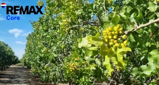 Finca de regadío de 174 ha con concesión oficial de agua — R - foto 3