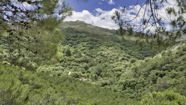Parcela en venta - South of spain — 12