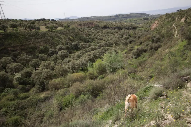 FINCA EN CORTIJO SAN JERÓNIMO (BARTODANO) — 4