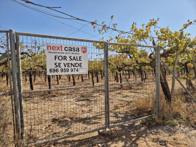 Finca con 1.200 viñas y gran potencial de desarrollo cerca de Aspe — 13