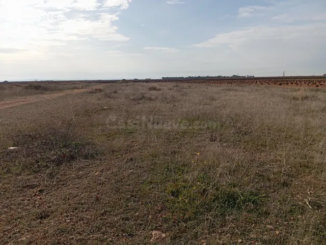 Parcela rústica de secano en Socuéllamos – Zona Carretera To - foto 3