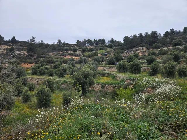 Terreno rural 5m² en venta - Area de granadellas cervia - foto 5