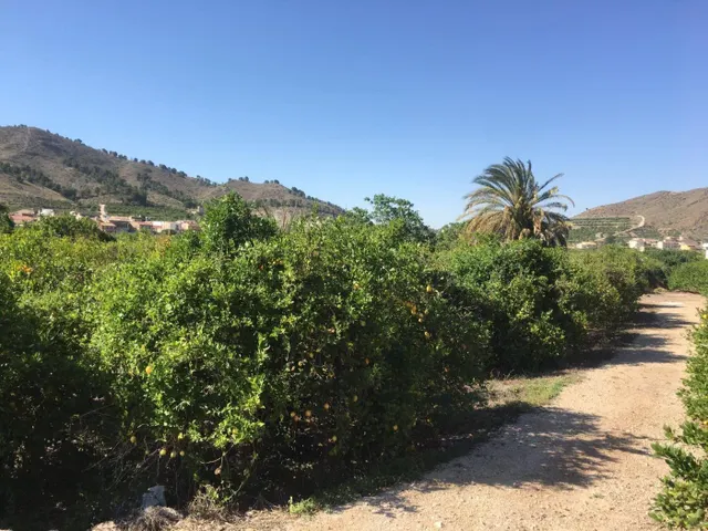 SE VENDE TERRENO PLANTADO DE LIMONEROS — 6