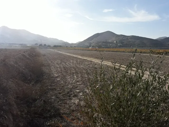 TERRENO RUSTICO PARA CONSTRUIR EN ASPE ZONA DEL TOLOMO - foto 2