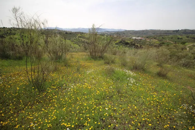 FINCA EN CORTIJO SAN JERÓNIMO (BARTODANO) — 15