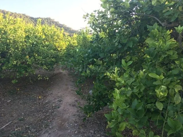 Finca en producción de Limón con potencial futuro urbanistic - foto 3