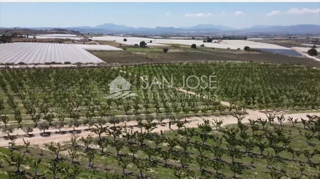 SE VENDE ARBOLES FRUTALES DE CEREZAS EN PLENA PRODUCIÓN — 8
