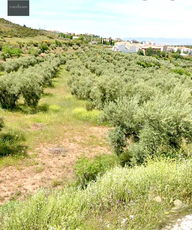 NIVAR - FINCA DE OLIVOS — 26