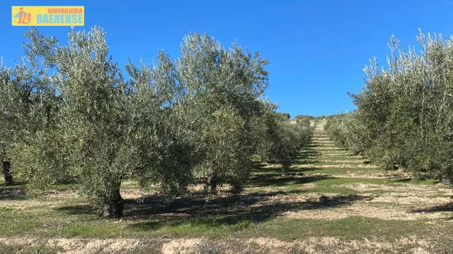 Buen olivar a pie de carretera. — 9