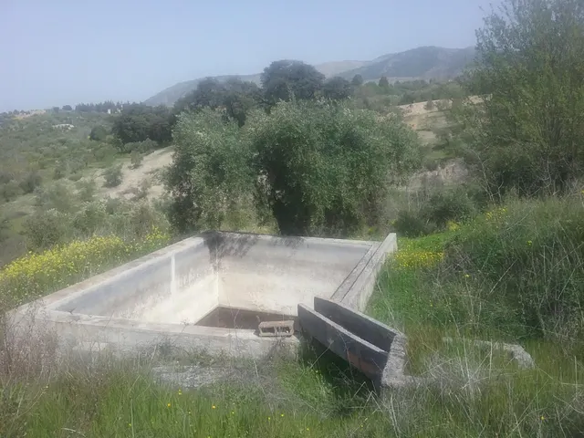 OLIVAR EN EL FARGUE. Paraje Aynadamar — 7