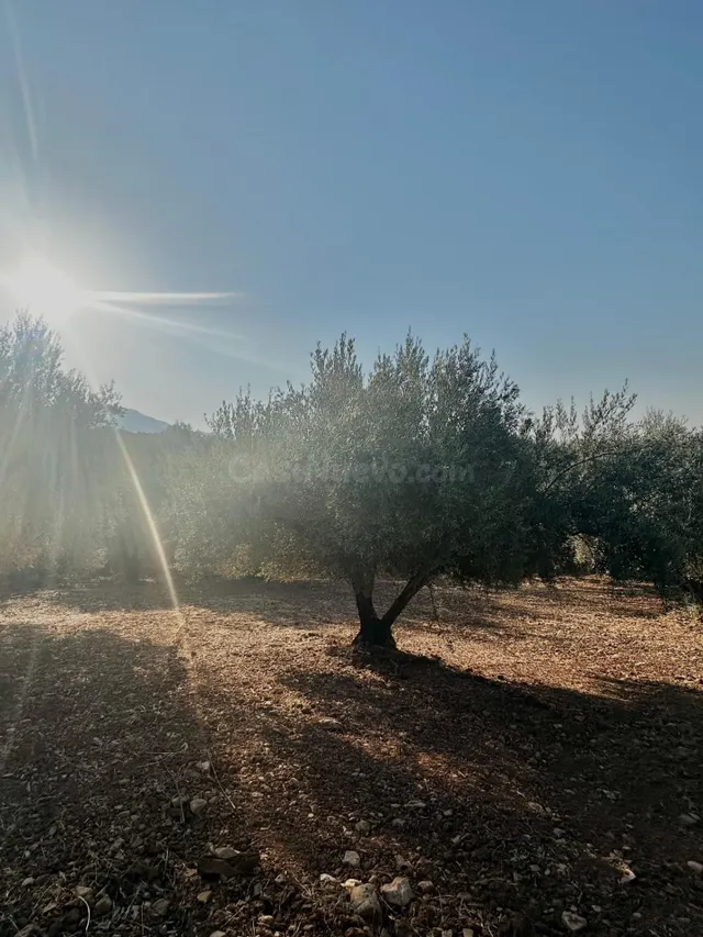 Oportunidad! 4,4 ha de Olivar Centenario en Periana: 400 árb - foto 5