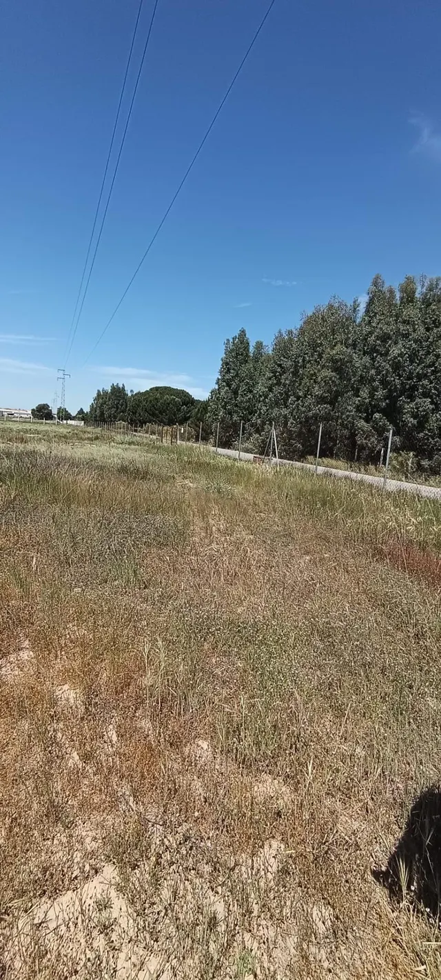 Terreno en Villamanrique de la Condesa (Sevilla) – 2,8 hectá - foto 2