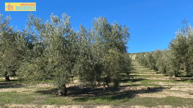 Buen olivar a pie de carretera. — 5