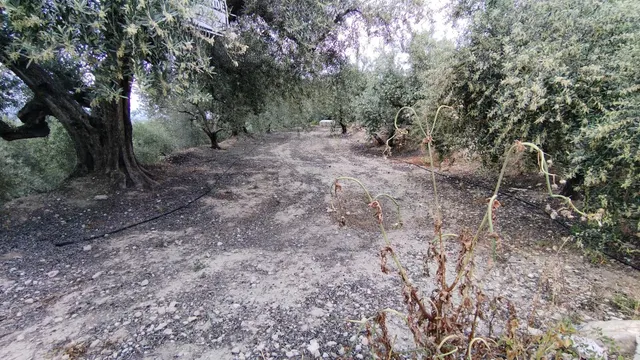 Parcela en venta - Calasparra - foto 2