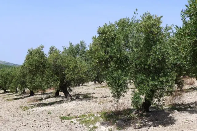 Olivar marteño a 1 pie — 5