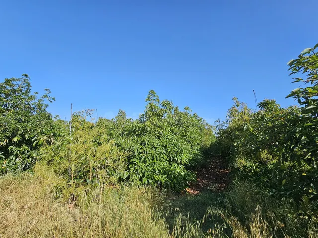 Finca Agrícola 1 habitación 100m² en venta - San martin del  - foto 3