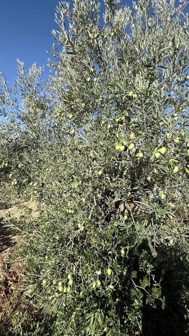 FINCA DE VIÑEDOS Y ÁRBOLES FRUTALES EN LA PALMA DEL CONDADO HUELVA — 11