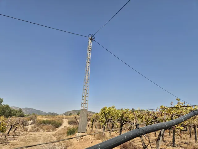 Finca con 1.200 viñas y gran potencial de desarrollo cerca de Aspe — 12