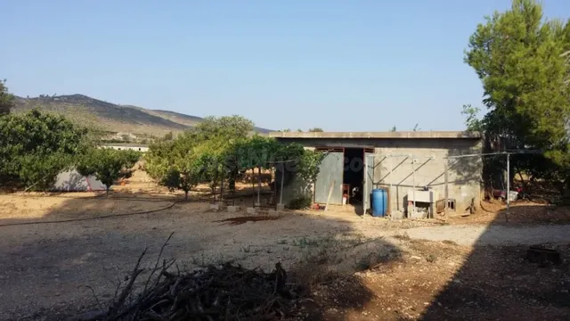CAMPO DE NARANJOS CON CHALET — 5