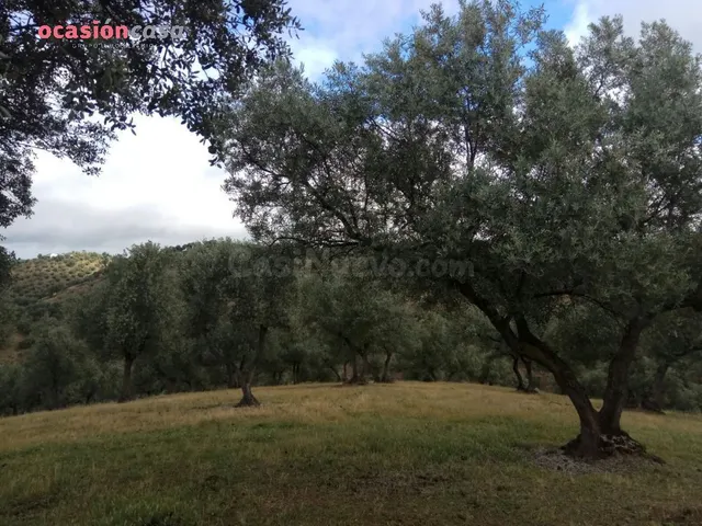 finca de olivos con sondeo - foto 4